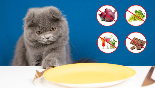 Things not to give your cat as treats